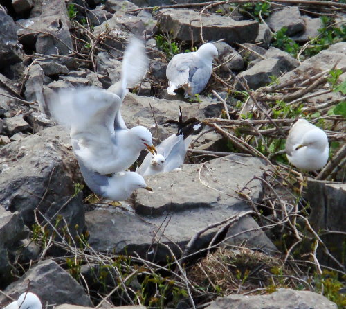 Cave of the Winds, Niagara Falls, New York. Seagulls.
