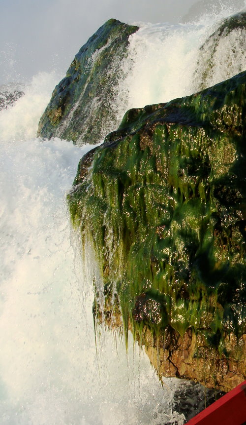 Filamentous Algae, Niagara falls