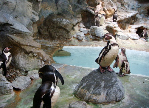 Niagara aquarium - penguins