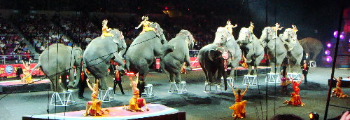 Wonderful formation by the elephants at the circus.