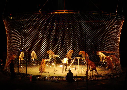 Tigers at the Ringling circus