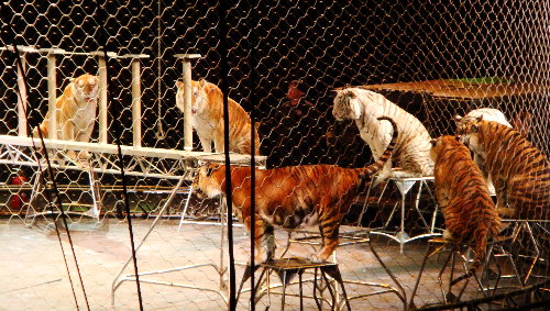 Barnum And Bailey. Tigers at Barnum amp; Bailey.